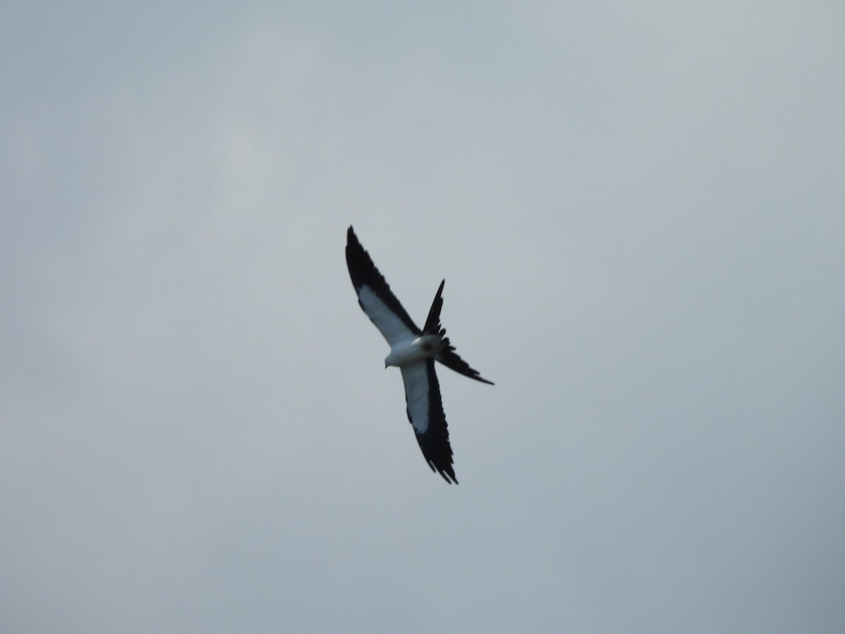 Swallow-tailed Kite - Charles Trent