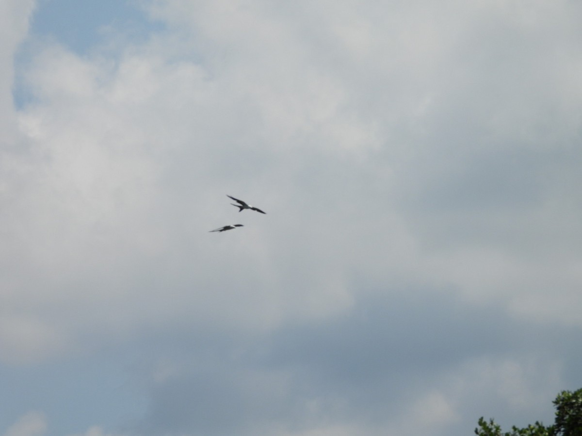 Swallow-tailed Kite - ML618820866