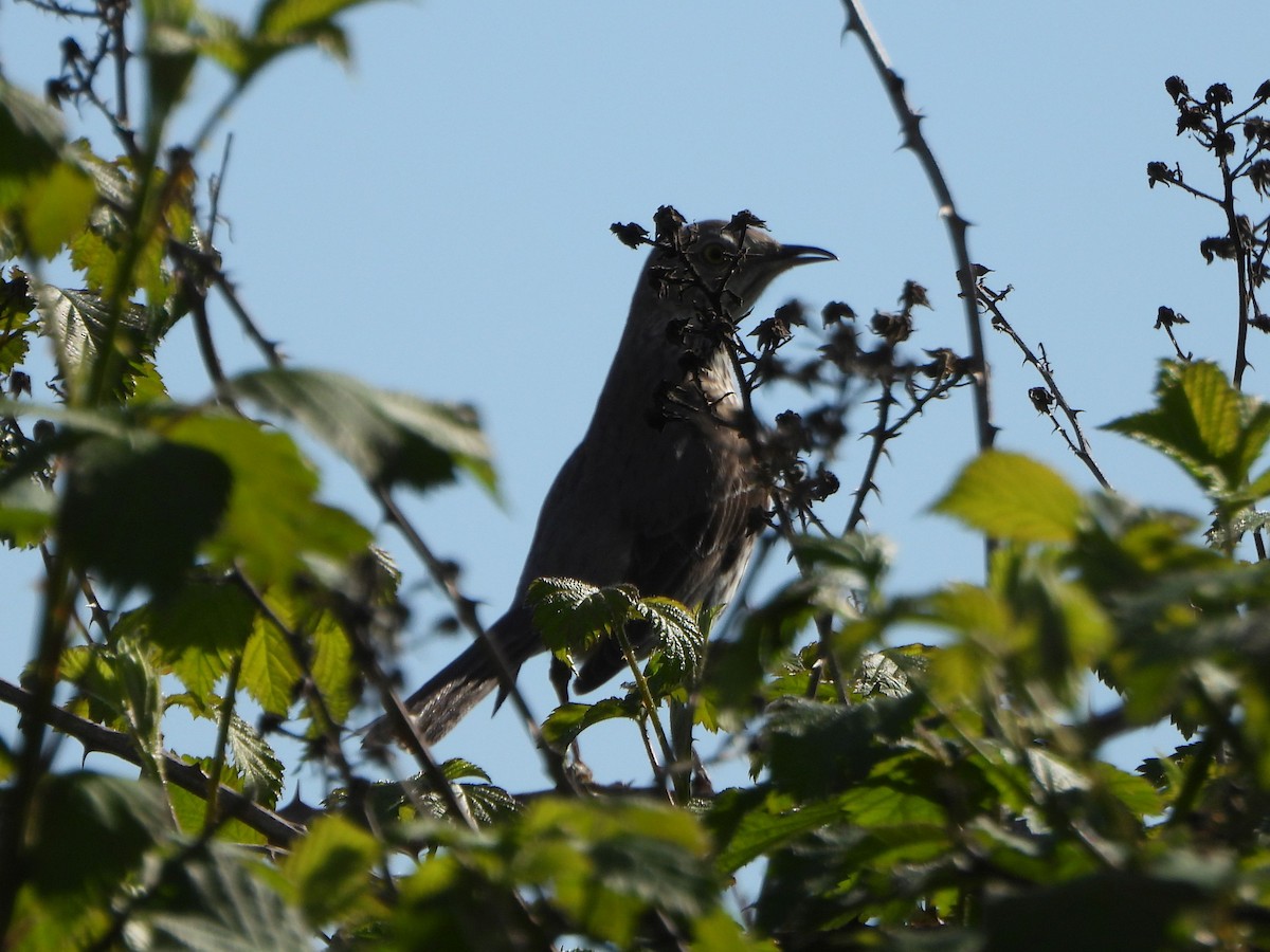 Sage Thrasher - Peter Thompson