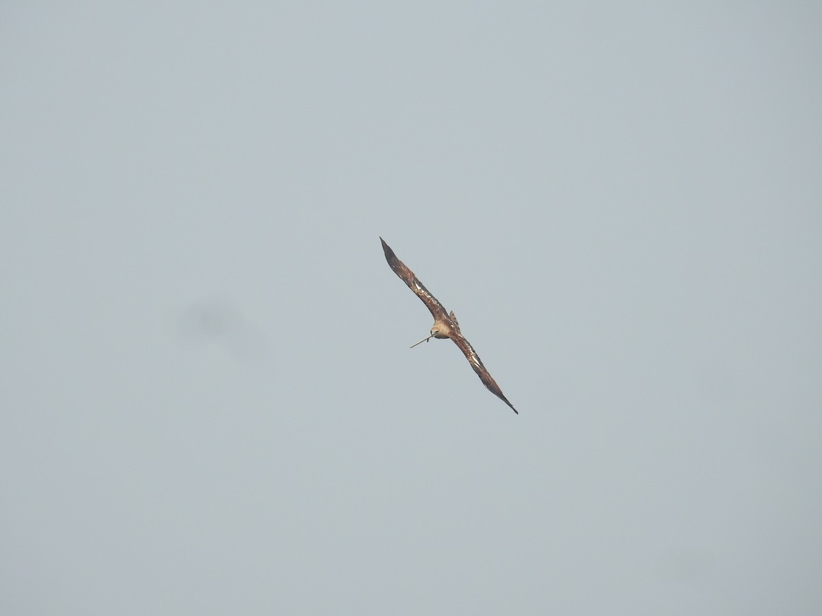 Brahminy Kite - Bhuvan Raj K