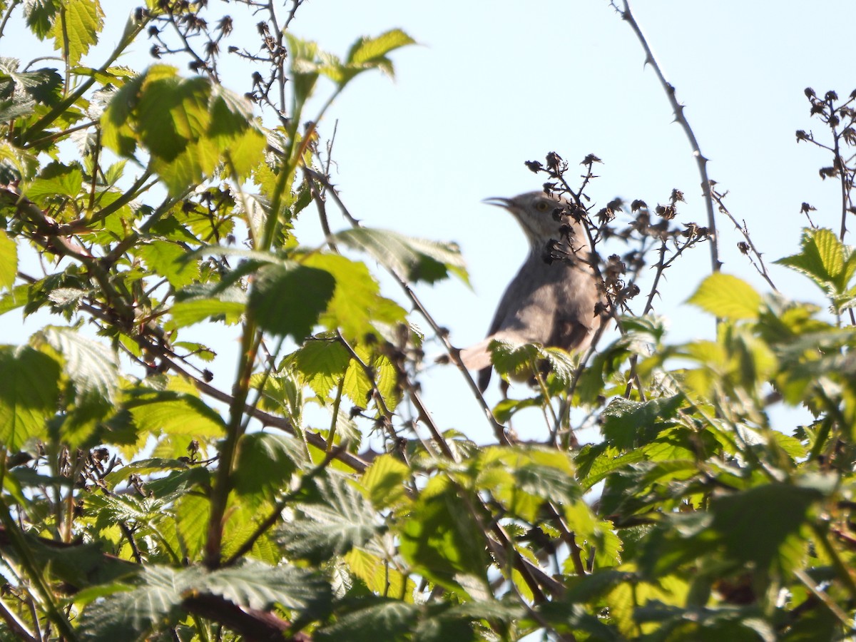 Sage Thrasher - Peter Thompson