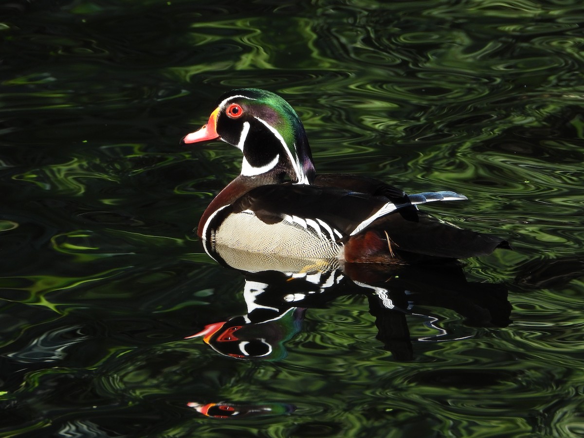 Wood Duck - Michelle Gonzalez