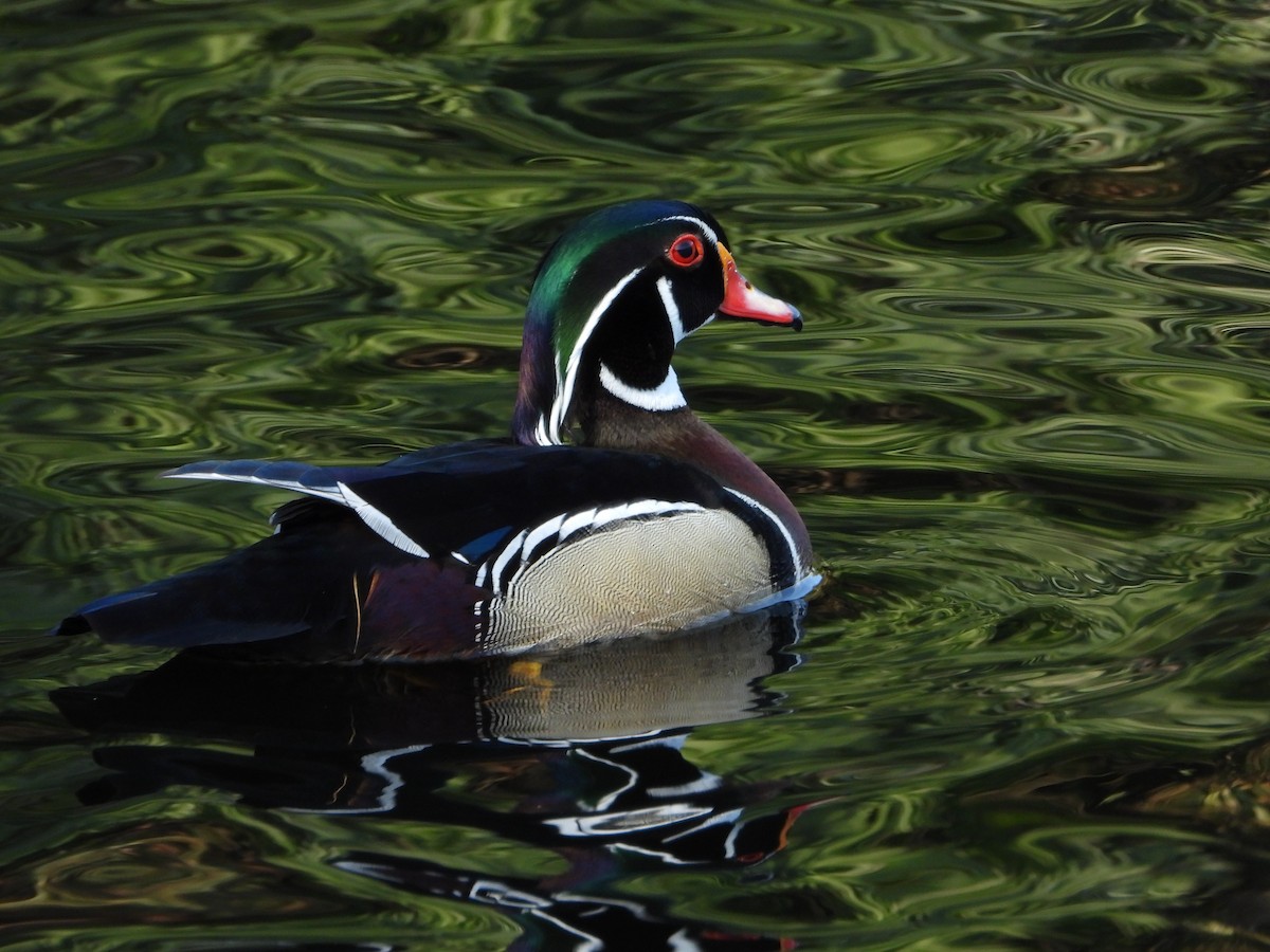 Wood Duck - Michelle Gonzalez