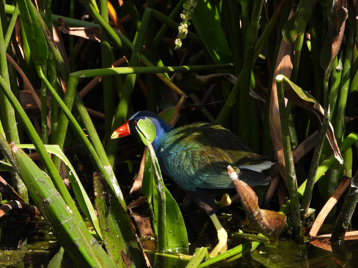 Purple Gallinule - Michelle Gonzalez