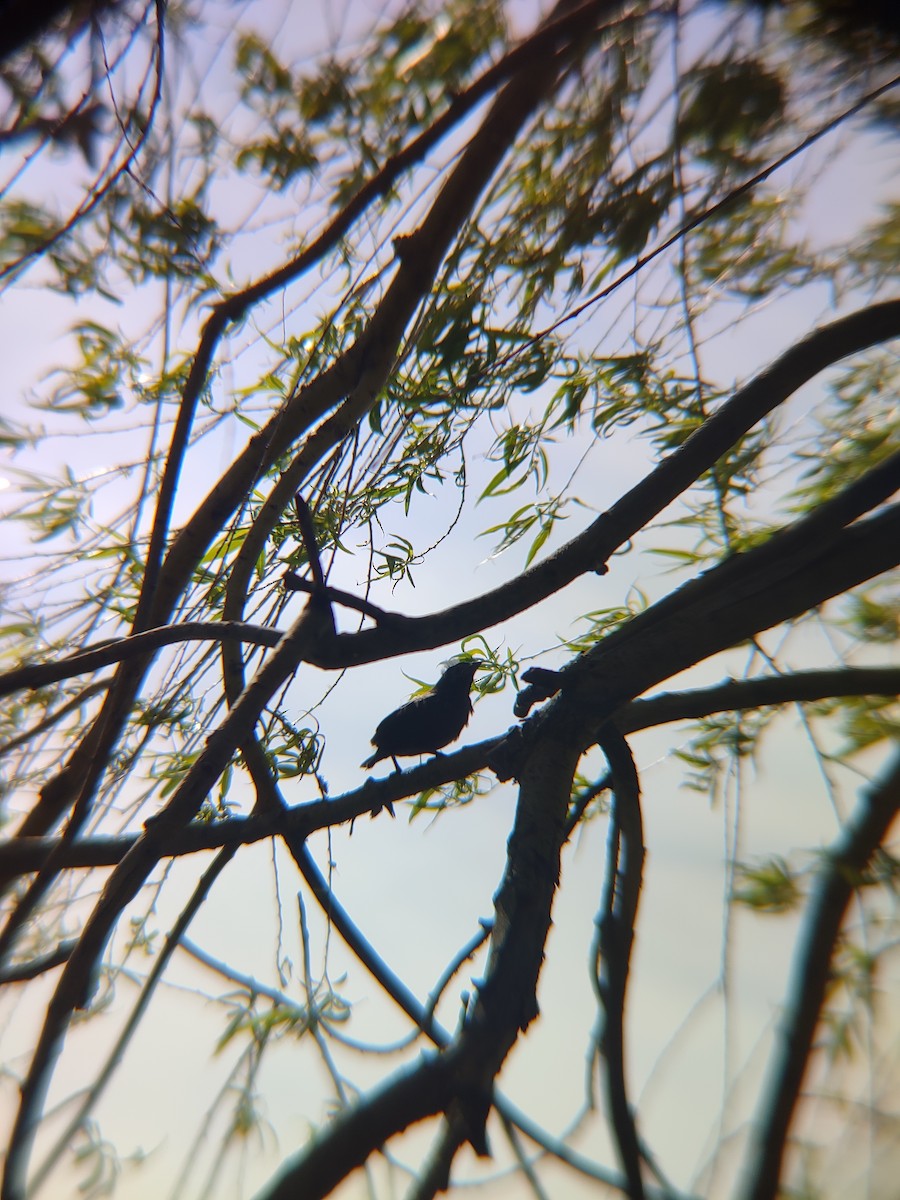 Common Grackle - Santhosh D T