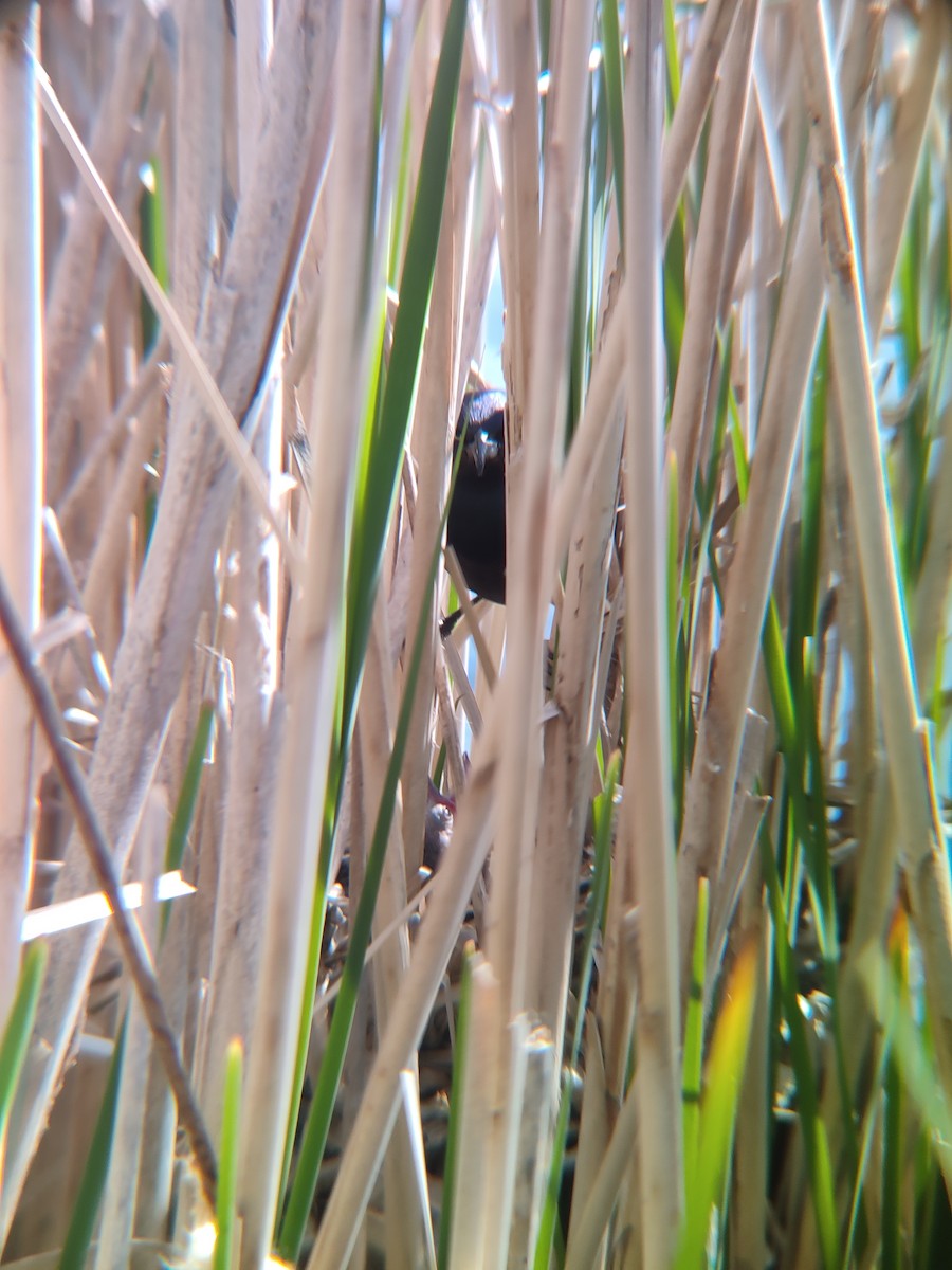 Common Grackle - Santhosh D T