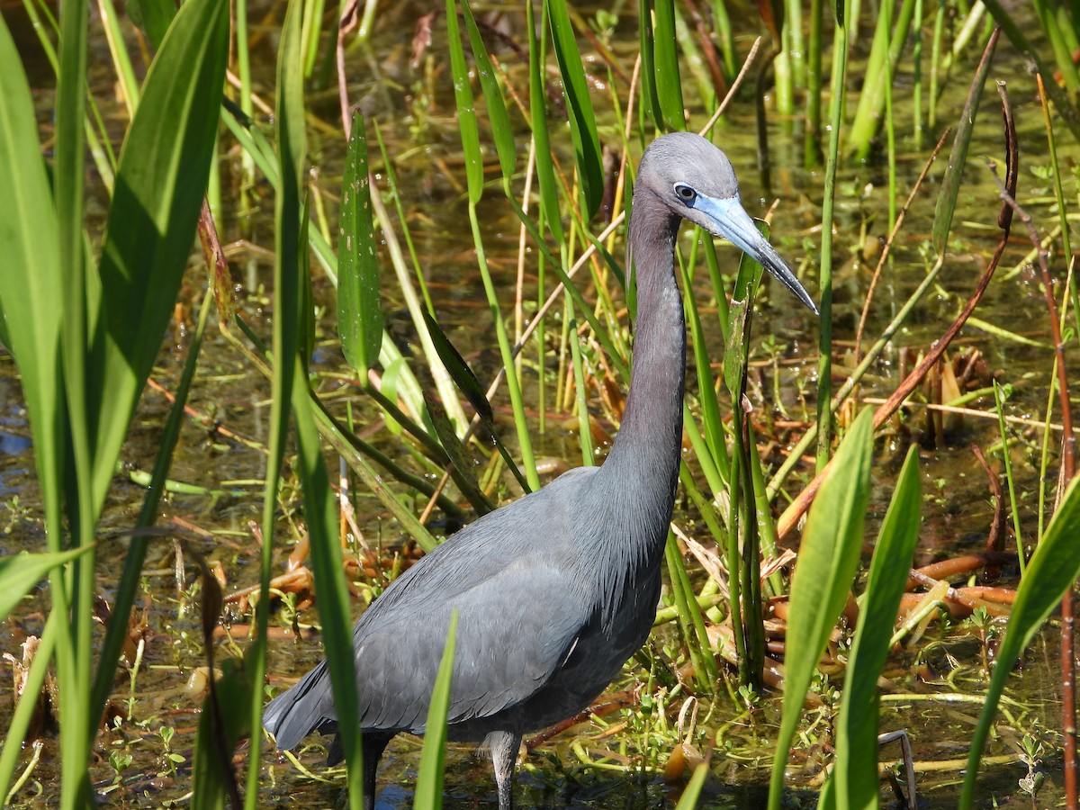 Little Blue Heron - Michelle Gonzalez