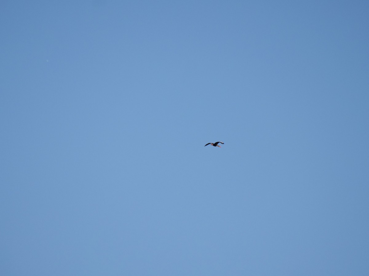 Black-bellied Whistling-Duck - ML618820956
