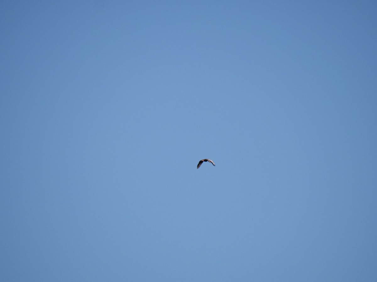 Black-bellied Whistling-Duck - ML618820958