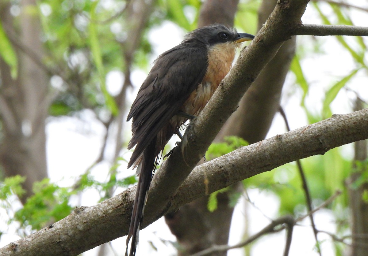 Mangrove Cuckoo - ML618820966