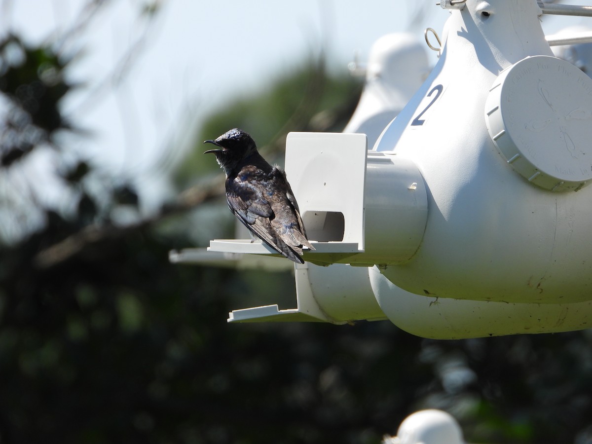 Purple Martin - Michelle Gonzalez