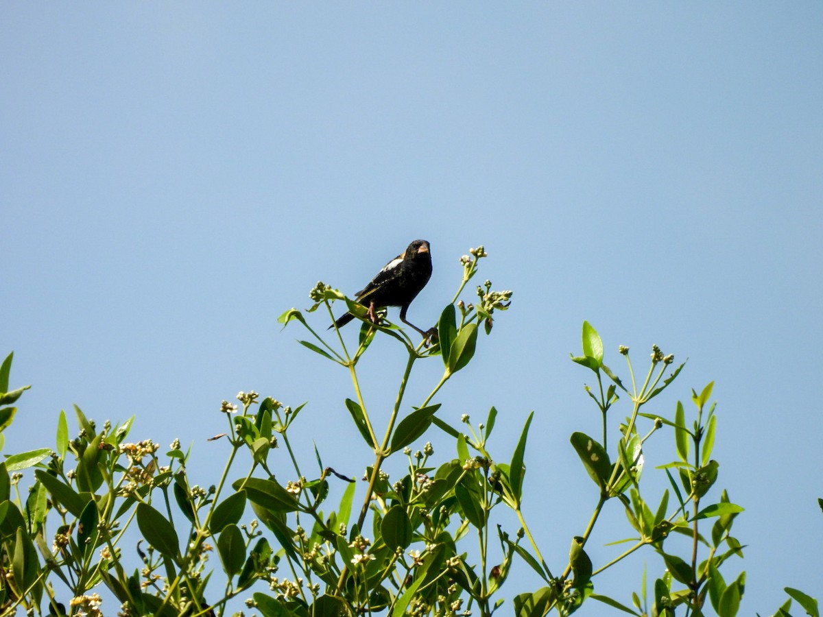 Bobolink - ML618820969