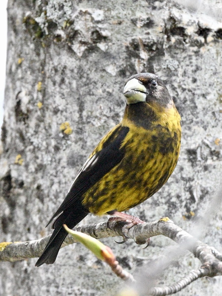 Evening Grosbeak - Yves Darveau