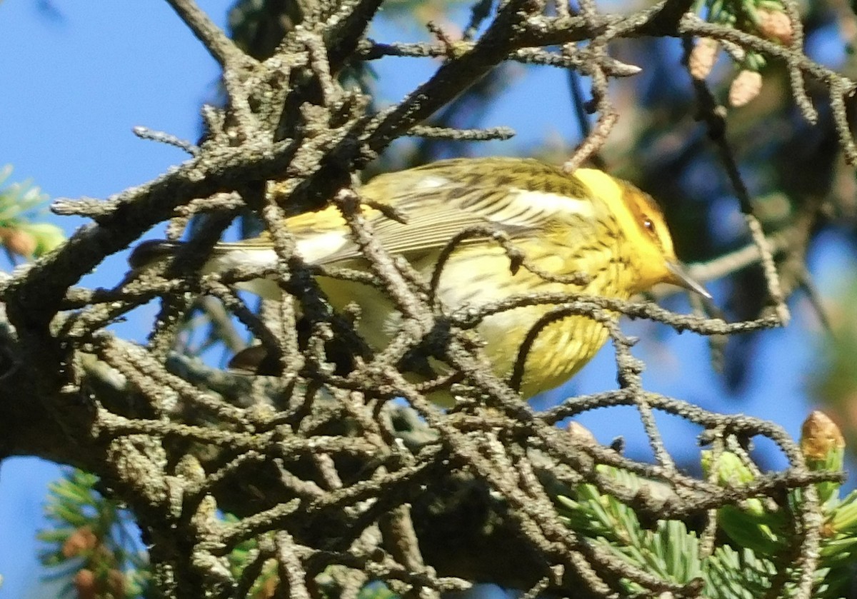 Cape May Warbler - Rob Pendergast