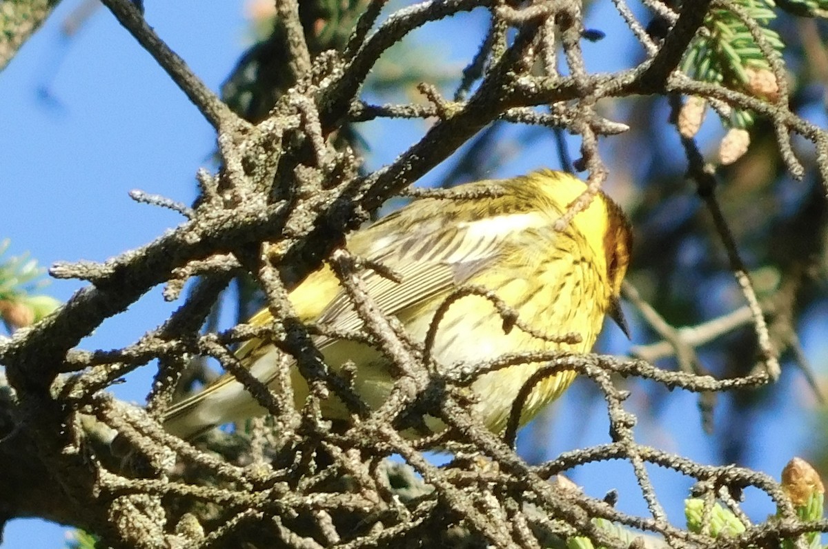 Cape May Warbler - Rob Pendergast