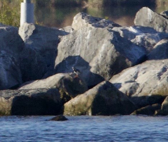 Ruddy Turnstone - ML618820999