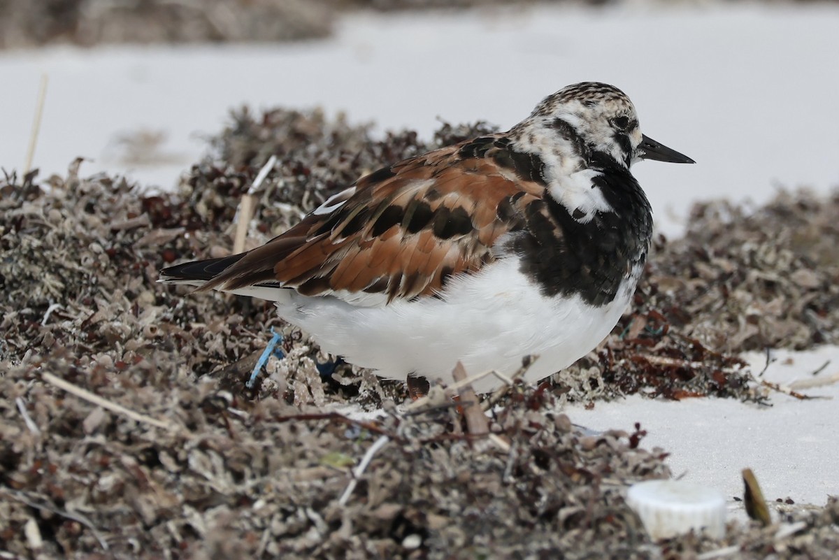 Ruddy Turnstone - Cameron Tescher