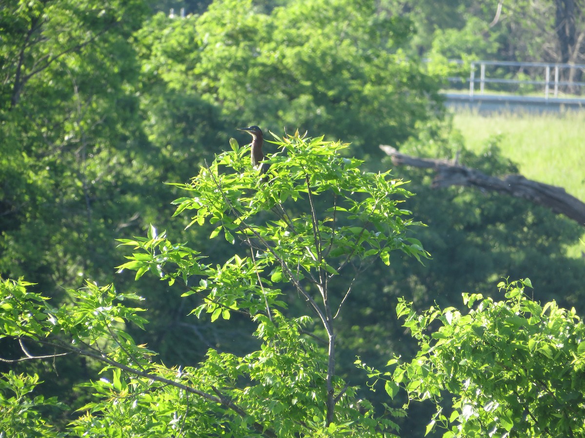 Green Heron - Amy West