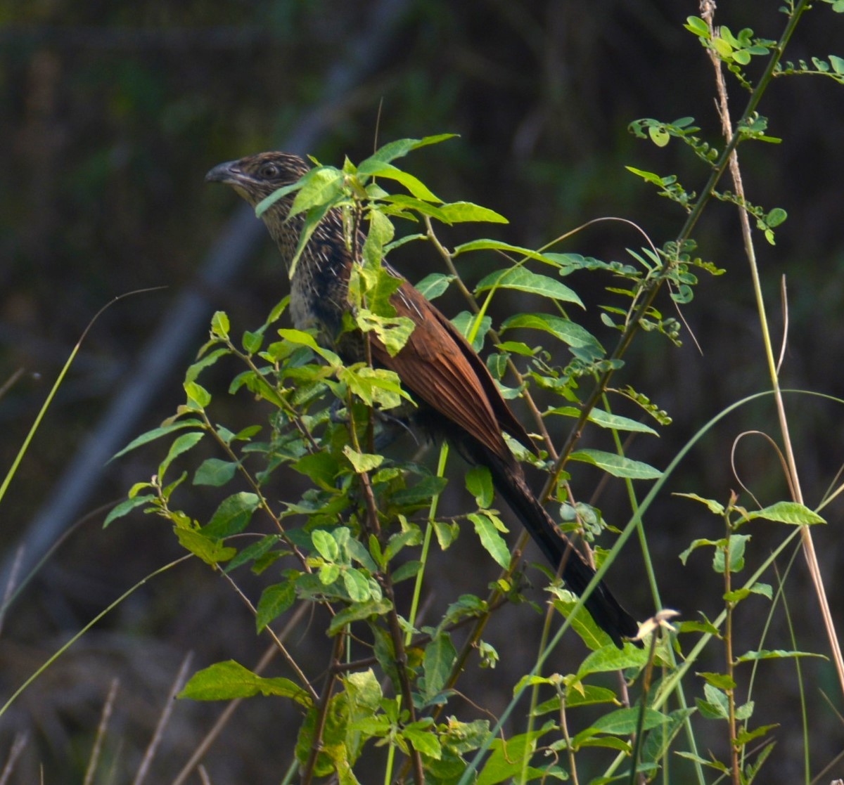 Lesser Coucal - Lathika Anoth
