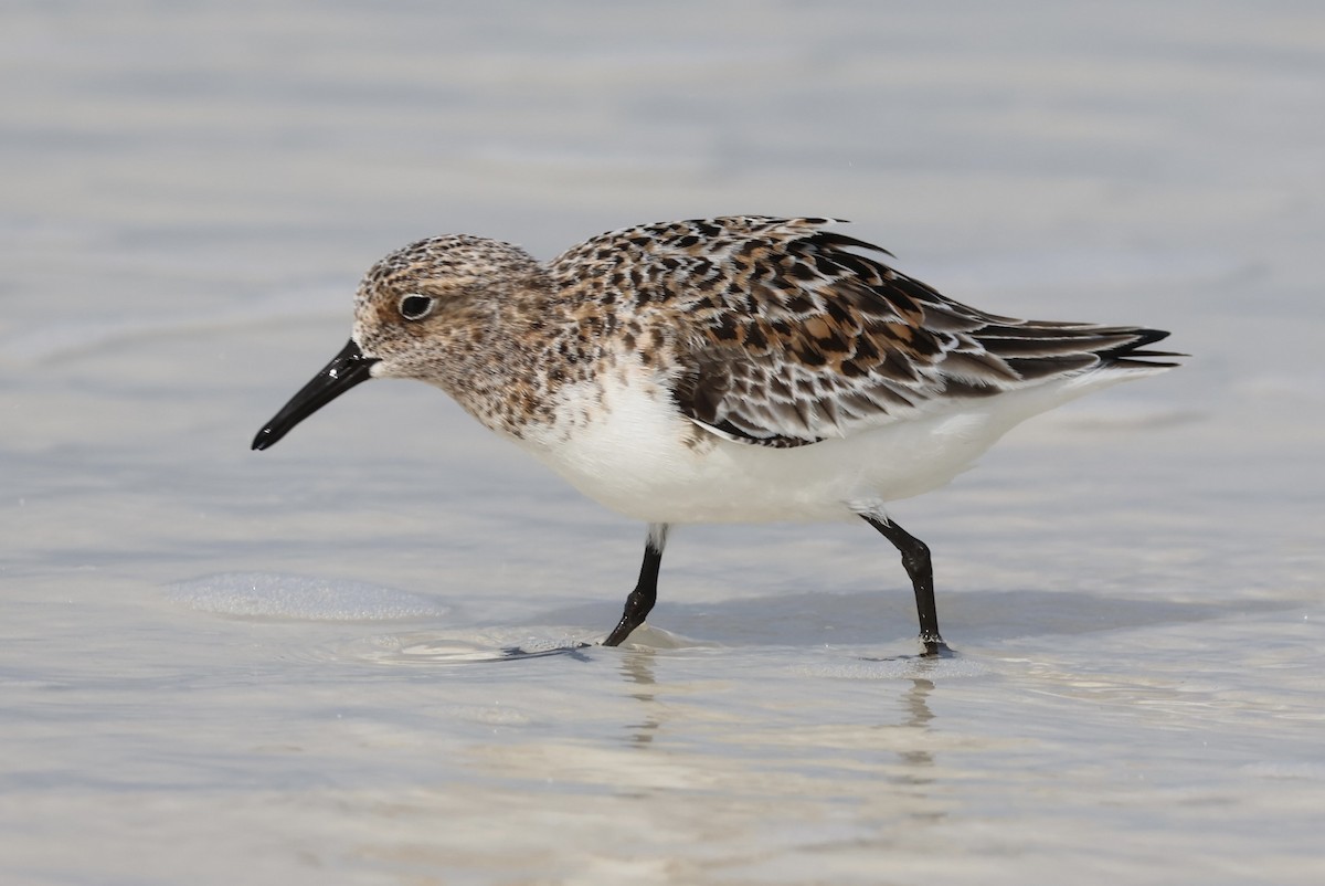 Sanderling - Cameron Tescher