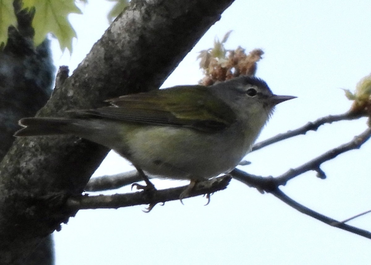 Tennessee Warbler - Tim Ward