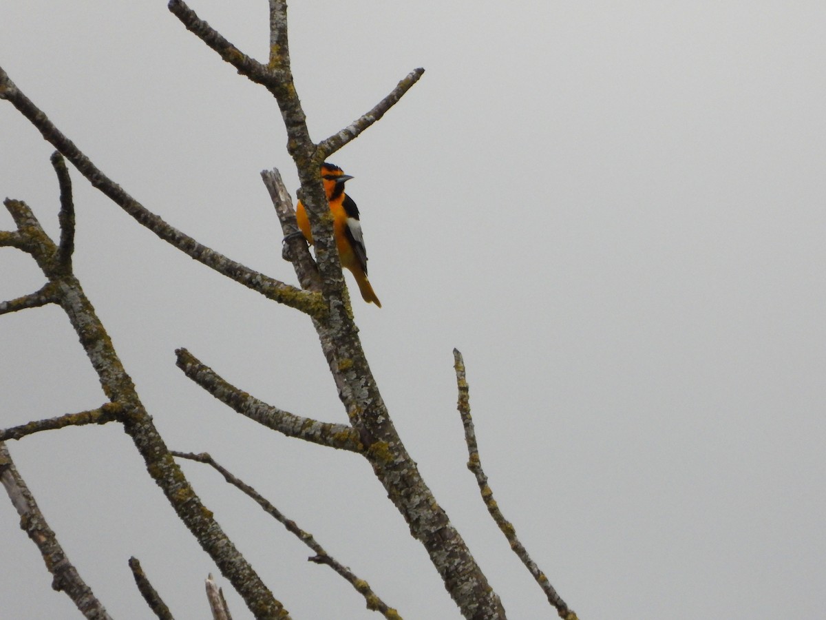 Bullock's Oriole - Peter Thompson