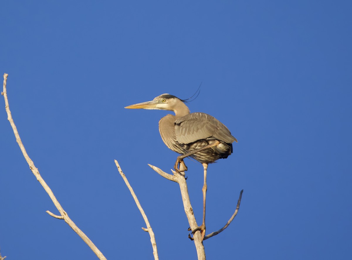 Great Blue Heron - Jeremy Pete