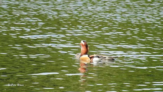 Mandarin Duck - ML618821064