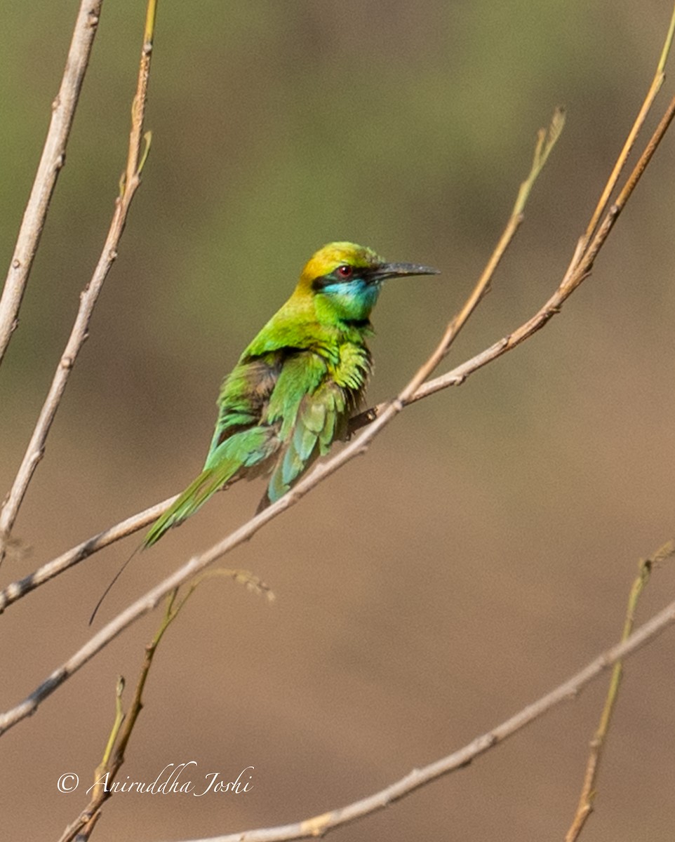 Asian Green Bee-eater - Aniruddha Joshi