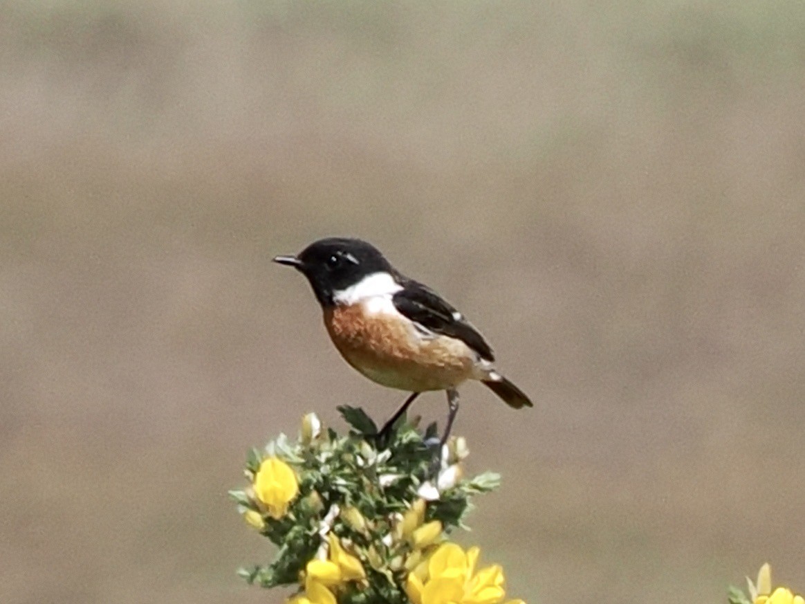 European Stonechat - michael Beer