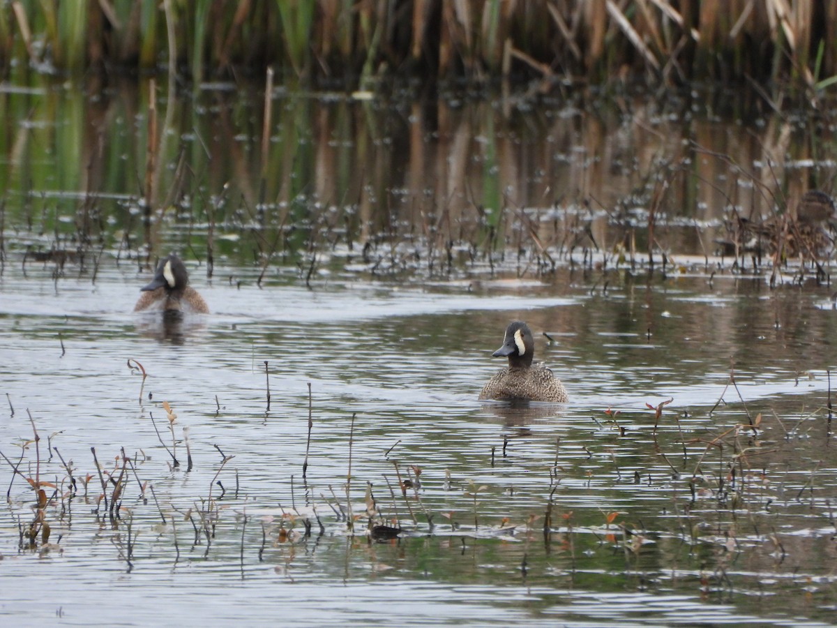 Blue-winged Teal - ML618821079