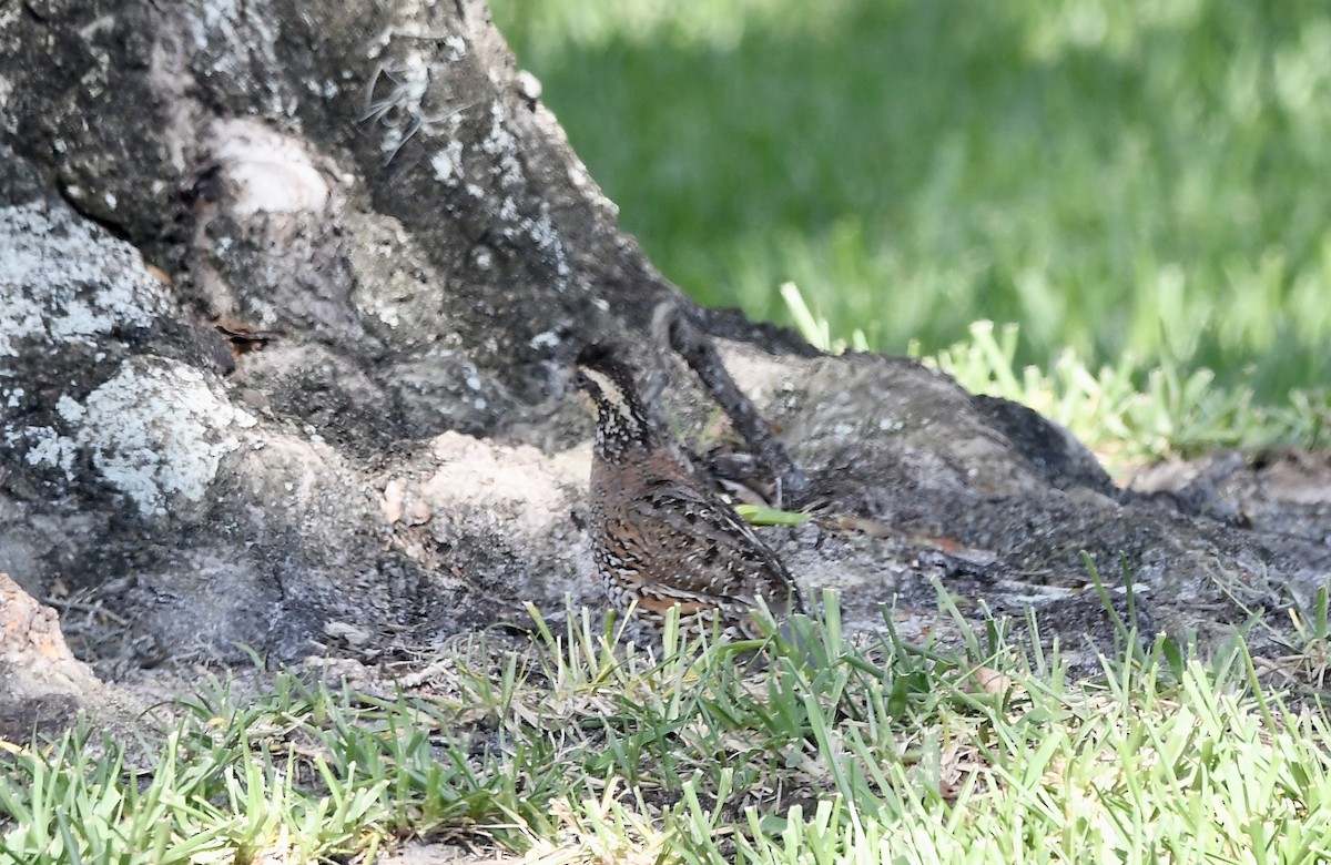 Northern Bobwhite - ML618821084