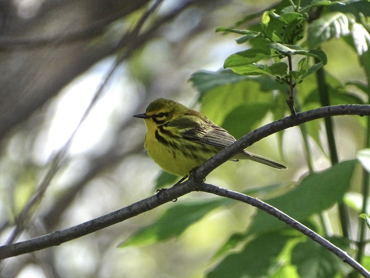 Prairie Warbler - michael hanley