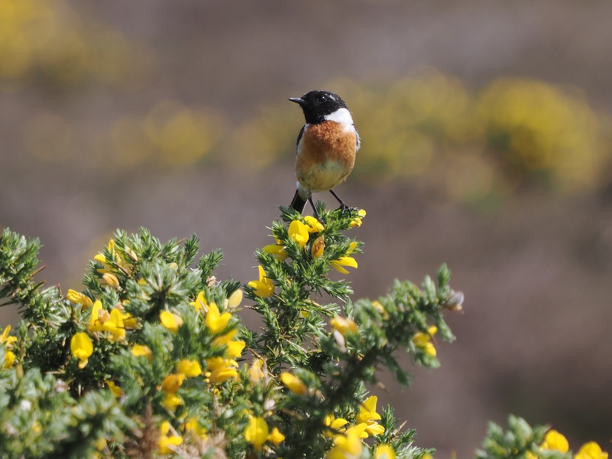 European Stonechat - michael Beer