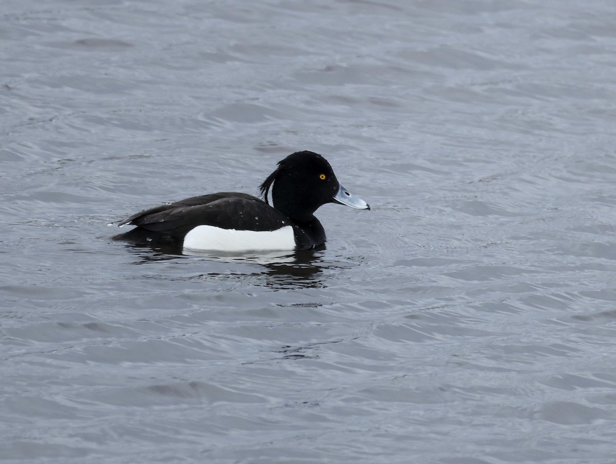 Tufted Duck - Vic Scott