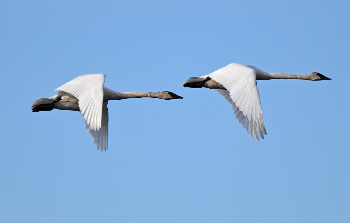 Trumpeter Swan - Damian Vraniak