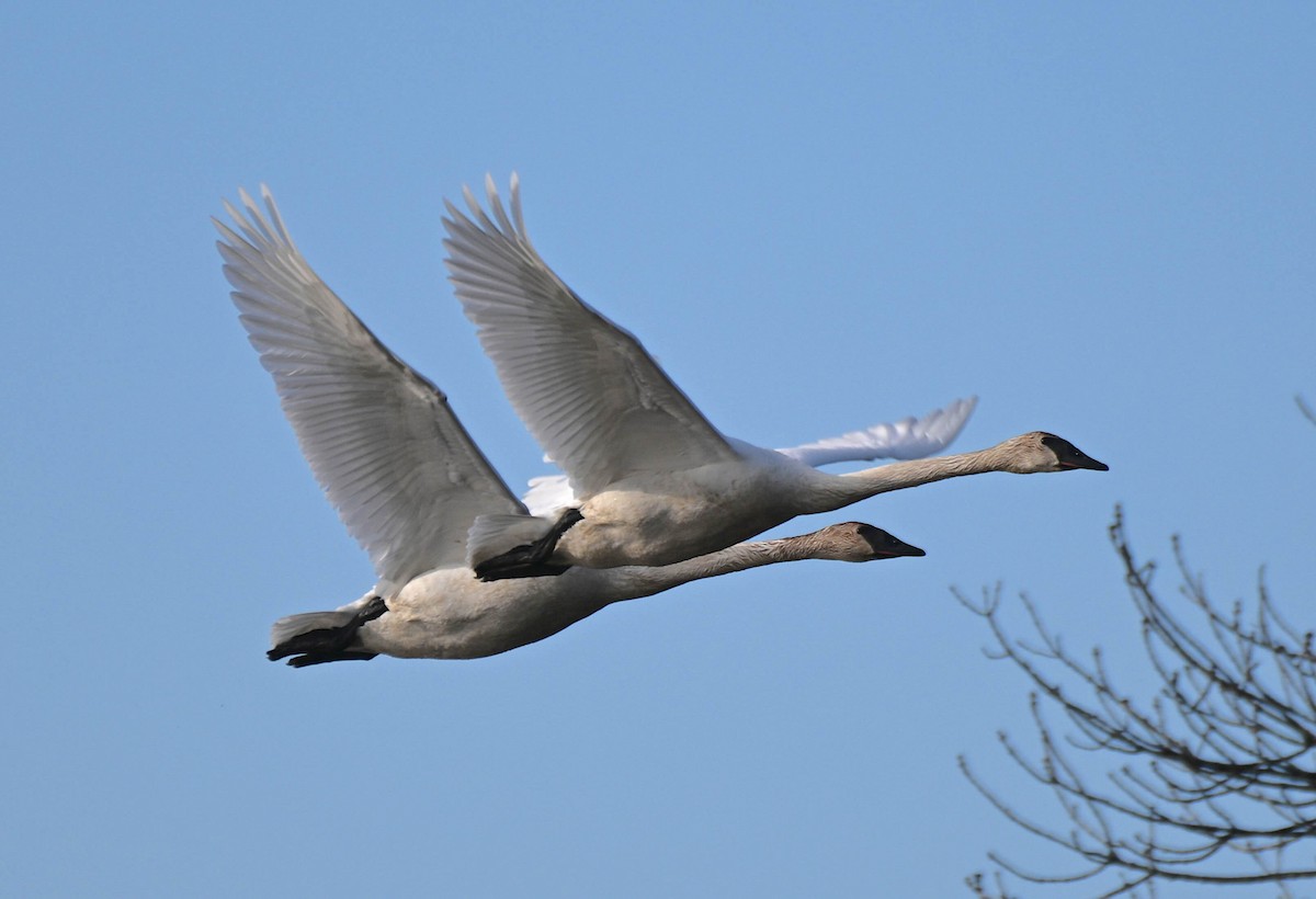 Trumpeter Swan - Damian Vraniak