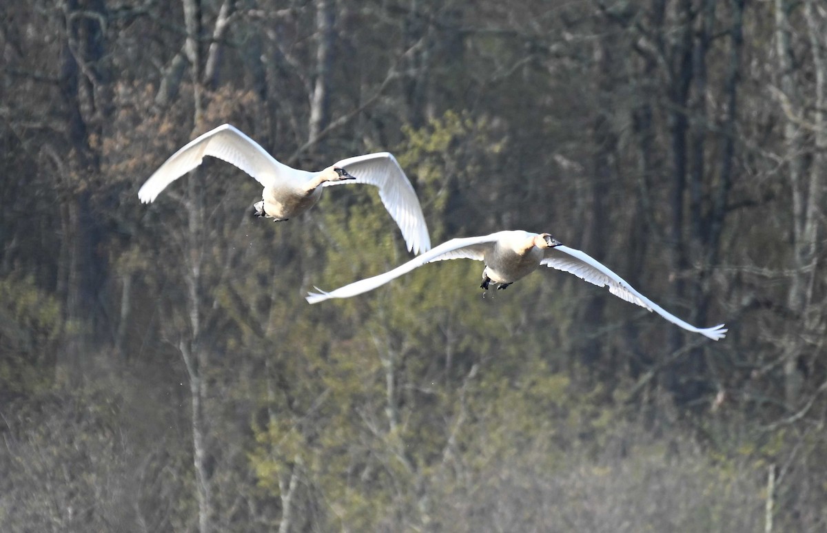 Trumpeter Swan - Damian Vraniak