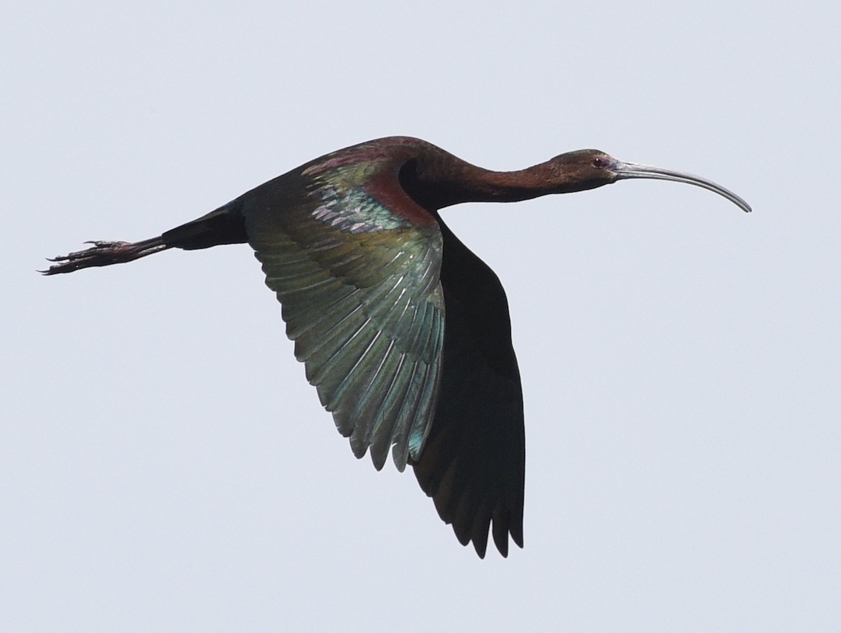 ibis hnědý x americký (hybrid) - ML618821111