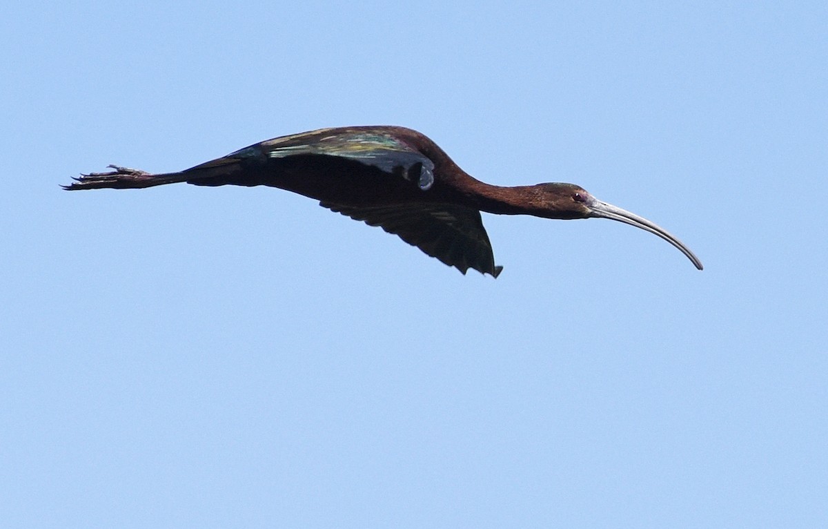 ibis hnědý x americký (hybrid) - ML618821112