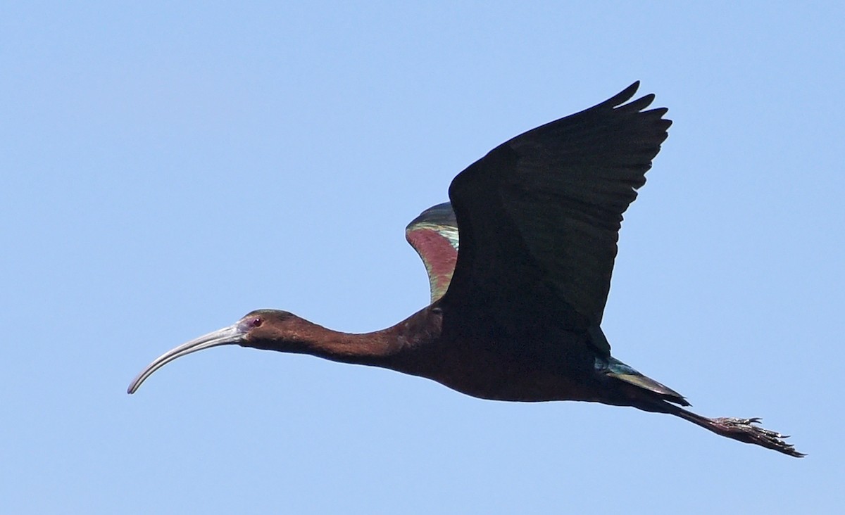 ibis hnědý x americký (hybrid) - ML618821117