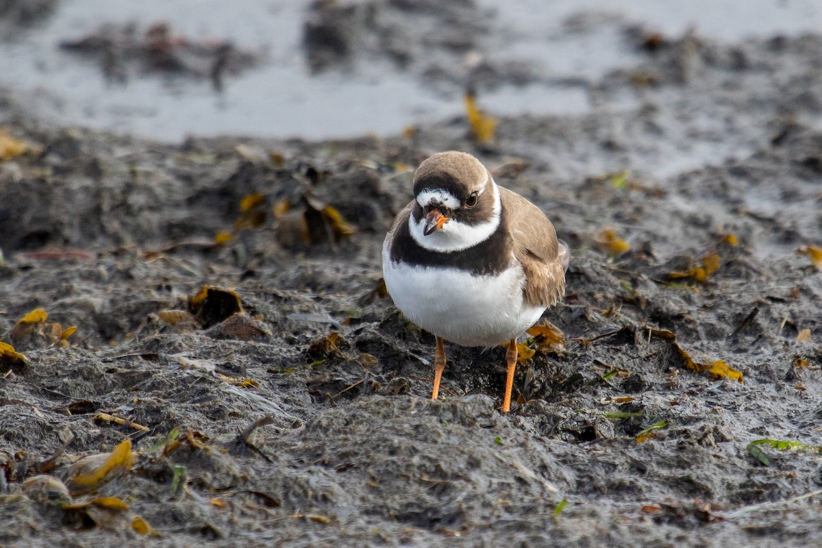 Semipalmated Plover - Robin Corcoran