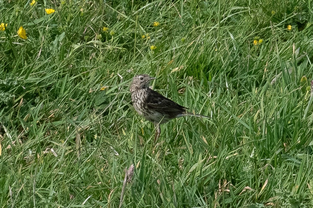 Meadow Pipit - Guido Van den Troost