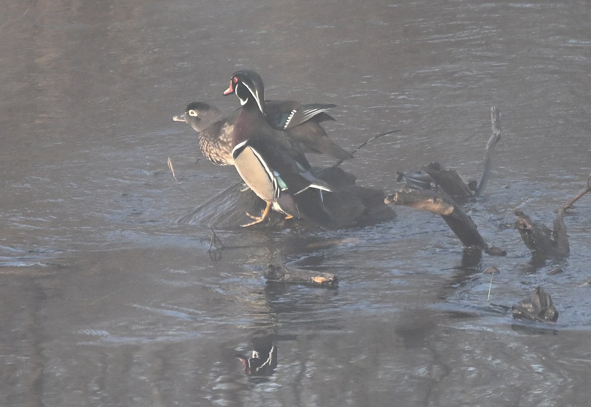 Wood Duck - Damian Vraniak