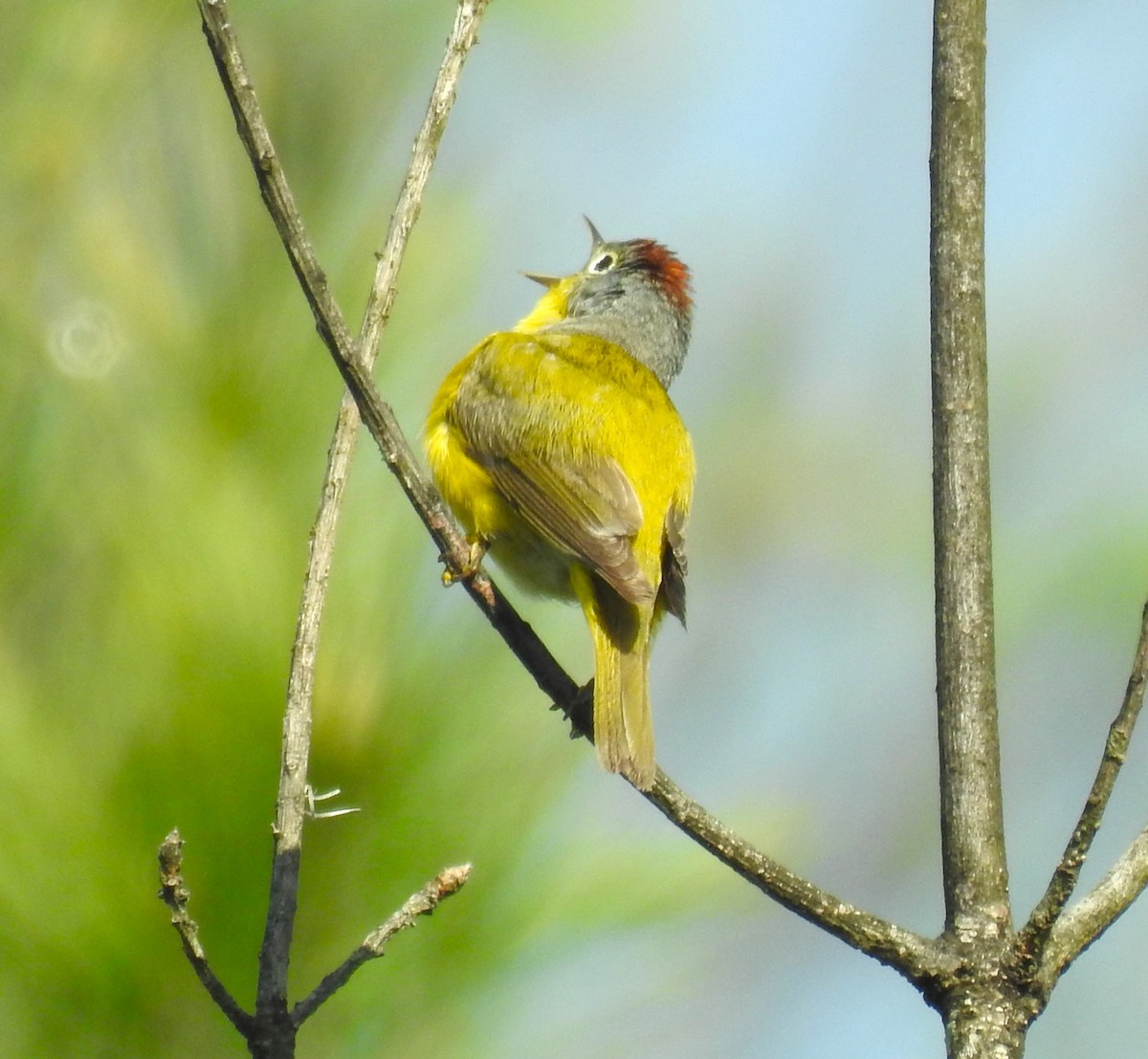 Nashville Warbler - Bruce Hoover