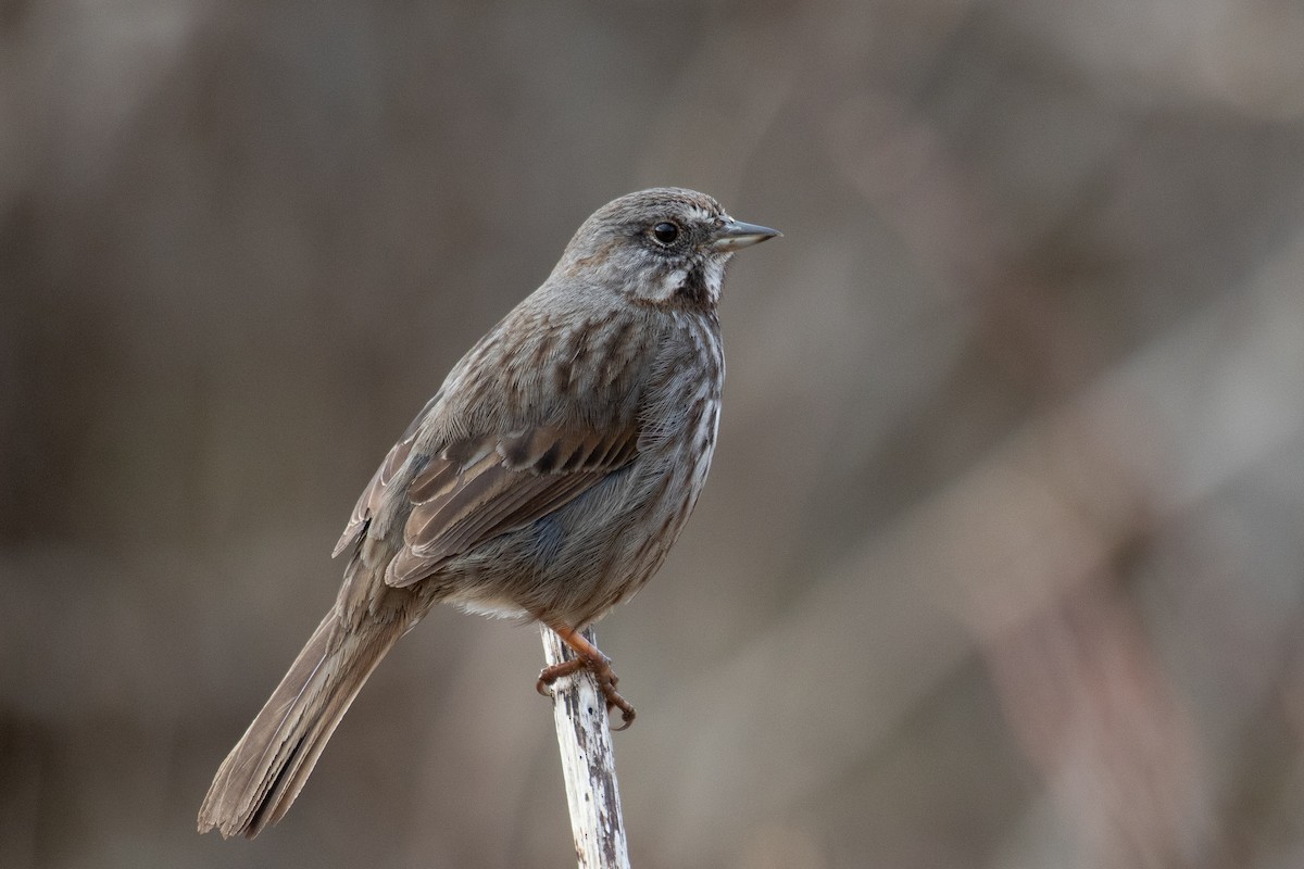 Song Sparrow - Robin Corcoran