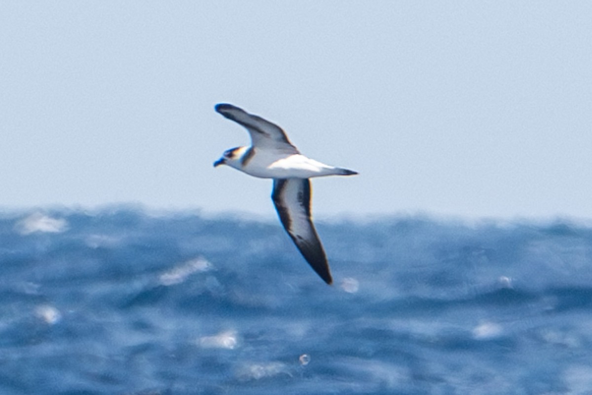 Black-capped Petrel - Tanya Smythe