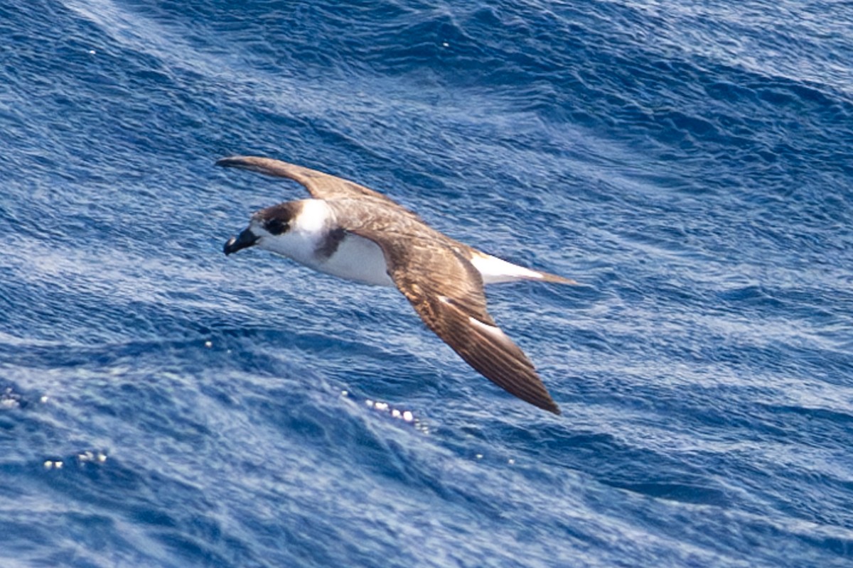 Black-capped Petrel - Tanya Smythe