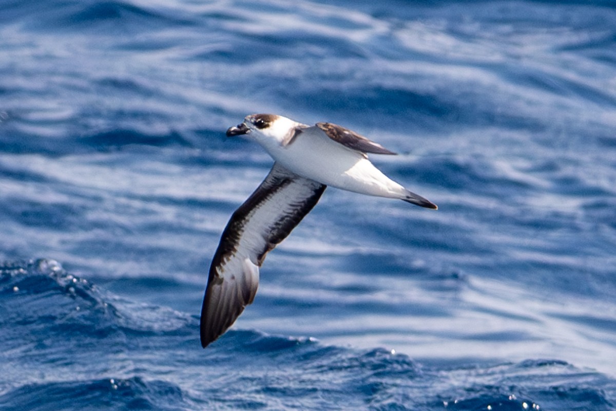 Black-capped Petrel - Tanya Smythe