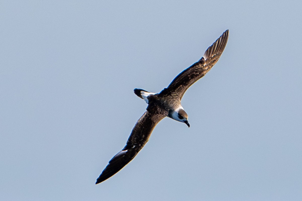 Black-capped Petrel - Tanya Smythe